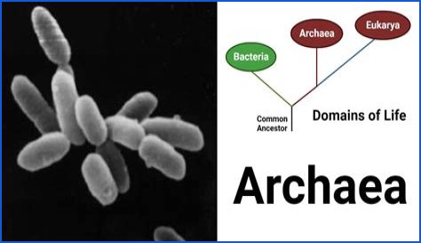 What is so special about the archaea domain?